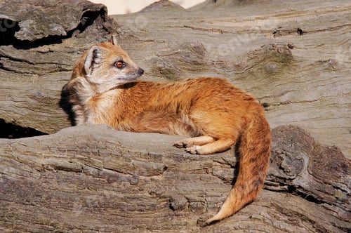 Preview: Yellow Mongoose sometimes referred to as the Red Meerkat