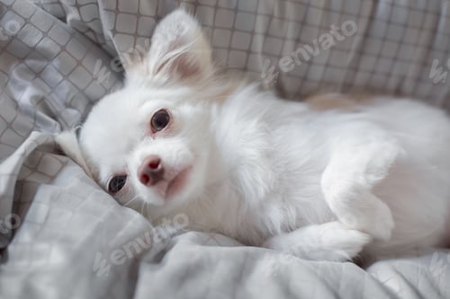 Preview: dog, chihuahua, pets, puppy, dogs