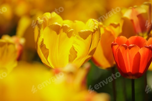 Preview: field of yellow blooming tulip flowers. grow plants in park in meadow for sale. florist and