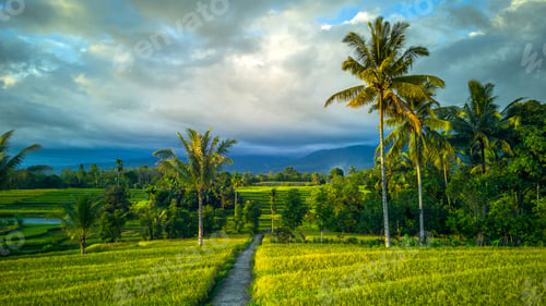Preview: Beautiful morning view indonesia Panorama Landscape paddy fields with beauty color and sky natural