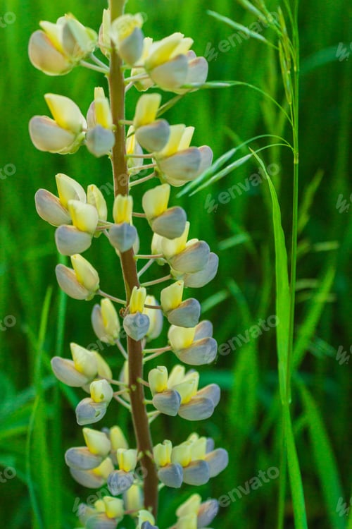 Preview: Wild Flowers Lupine In Summer Field Meadow. Close Up. Lupinus, Lupin
