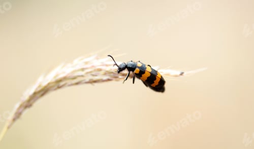 Preview: Close-up of Longhorn Beetle, Leptura quadrifascia