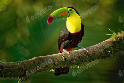 Preview: toucan, bird, colours, tropics