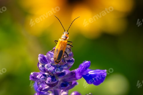 Preview: Orange and Black Beetle on Purple Flower