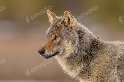 Preview: Portrait Eurasian Wolf looking sideview