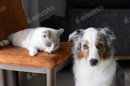 Preview: Australian Shepherd dog and cat living together