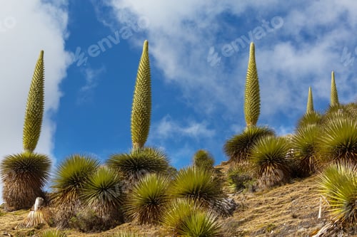 Preview: Puya
