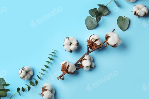 Preview: Flat lay composition with cotton flowers on blue background