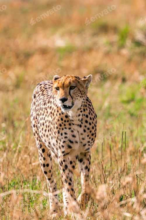 Preview: Cheetah Wildlife Wild Animas Maasai Mara National Game Reserve Kenya