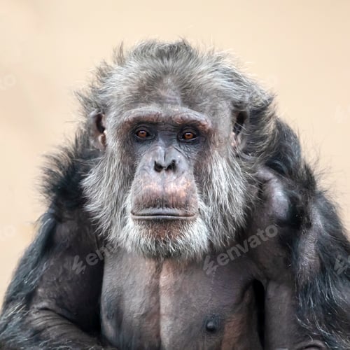 Preview: Adult Chimpanzee portrait