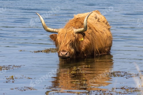 Preview: Scottish highland cow bathing in the cold water in Scotland