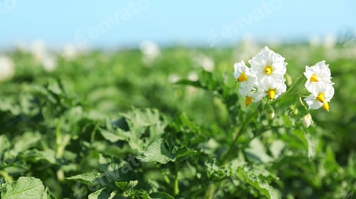 Preview: Blooming potato bushes in field against blue sky, closeup