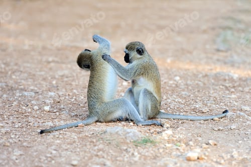 Preview: Close-up vervet monkey