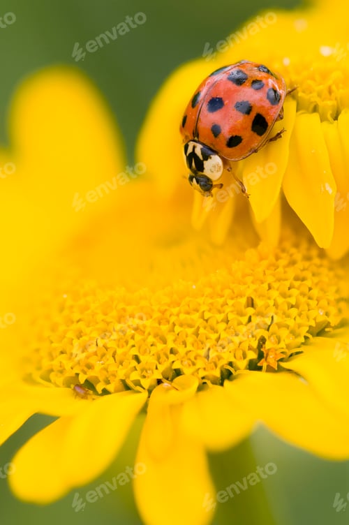 Preview: Ladybird on yellow flower, Coccinella