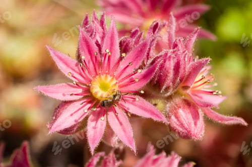 Preview: Pink flowers
