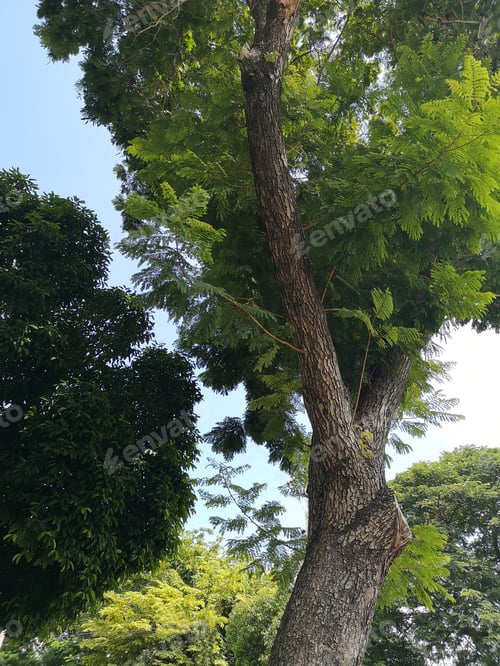 Preview: bush tree texture nature green leaves backgrounBark trunk rough surface texture plant and cloud