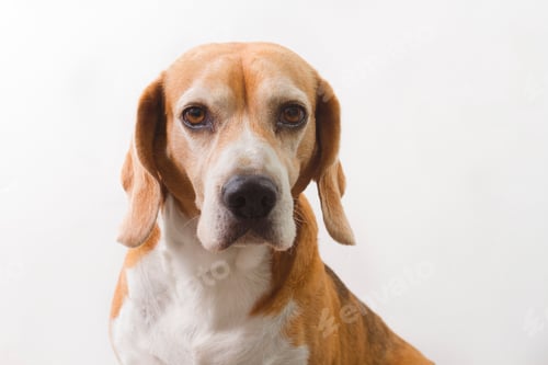 Preview: adult beagle dog approaching his face