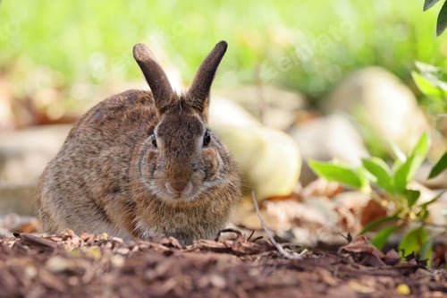 Preview: a rabbit with a black nose is sitting in the dirt