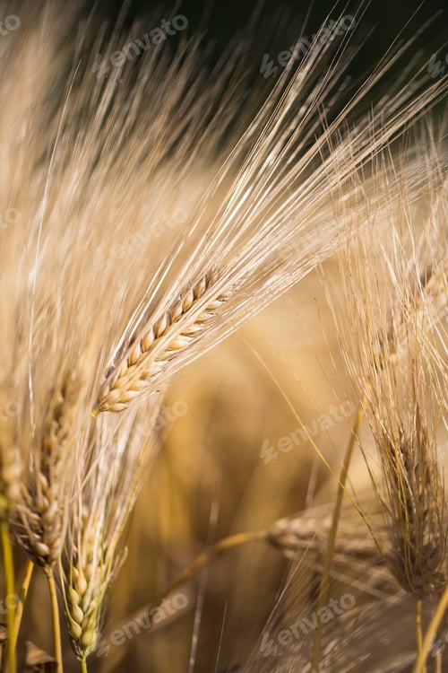Preview: golden barley field and sunny day