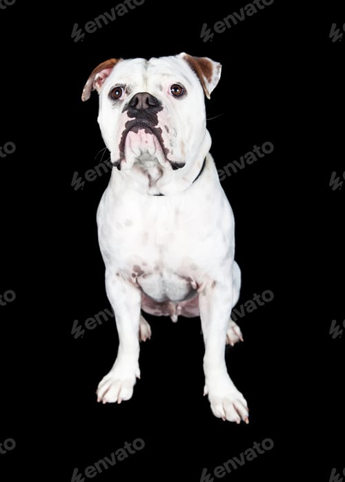Preview: American Bulldog with Black Background