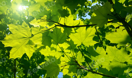 Preview: Fresh green maple foliage illuminated by bright sunlight