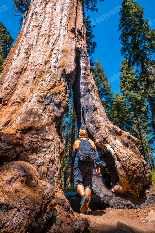 Preview: Sequoia National Park, a young man entering a giant tree, California