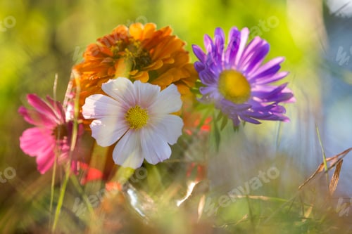 Preview: Close-up of beautiful autumn bright multicolored field flowers composition