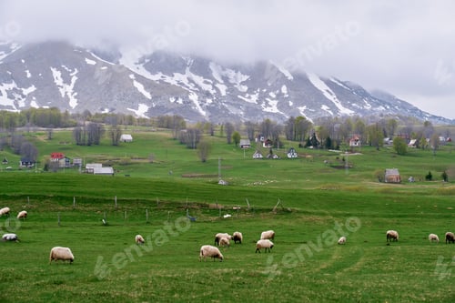Preview: Flock of sheep grazes on a green pasture near a mountain village