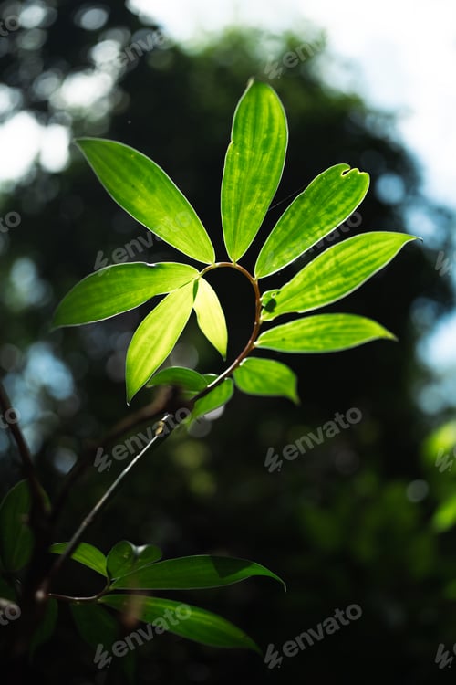 Preview: Nature Vibrant Green Leaves and Fresh Foliage Forest, Conservation Ecology