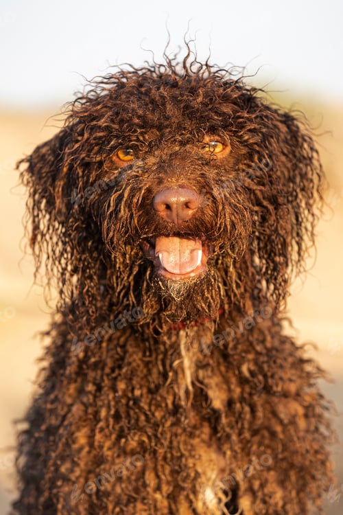 Preview: Brown lagotto romagnolo dog panting and showing tongue in the sun
