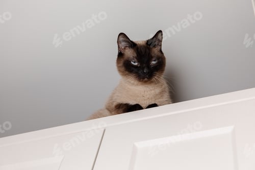 Preview: Siamese cat perches calmly on a kitchen, looking down with piercing blue eyes. Lifestyle with cat. P