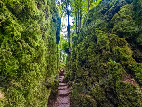 Preview: Puzzlewood, an ancient woodland near Coleford in the Royal Forest of Dean, Gloucestershire, UK.