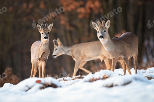 Preview: Multiple wild deer bucks in wintry wildlife scenery from nature