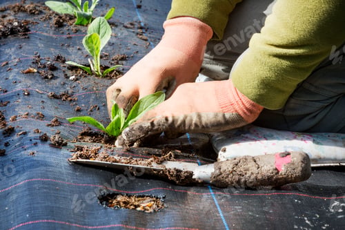 Preview: A person planting small plants into a soil bed covered with matting.