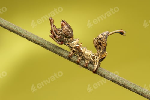 Preview: caterpillar