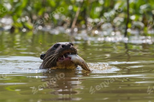 Preview: Otter enjoying a fish in a tranquil river