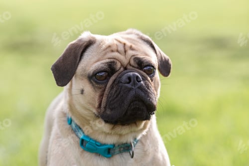 Preview: Fawn Pug Poses Outdoors on a Sunny Day