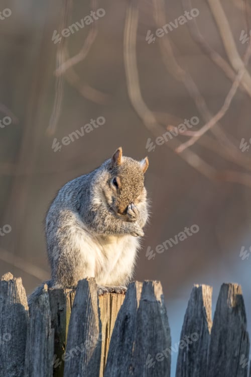 Preview: Gray Squirrel on wooden fence looking disappointed