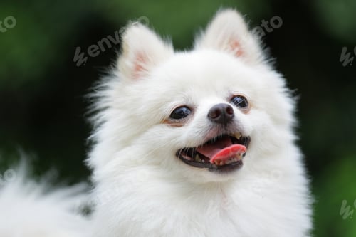 Preview: white pomeranian dog