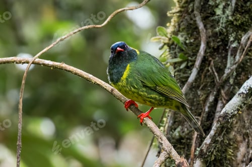 Preview: Beautiful bird in a variety of green hues looking at the camera