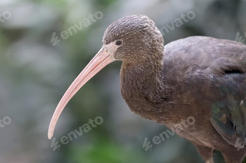 Preview: The Puna ibis, Plegadis ridgwayi, closeup on blurred background
