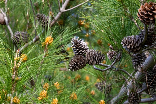 Preview: Pine tree and pine cone