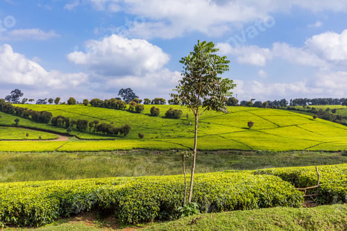 Preview: Tea Farm Leaves Field Plantations Meadows Vegetations Plants Eastate Lare Scale Farming