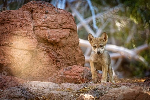 Preview: Cute Mexican Gray Wolf Young Pup
