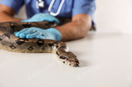 Preview: Male veterinarian examining boa constrictor in clinic, closeup