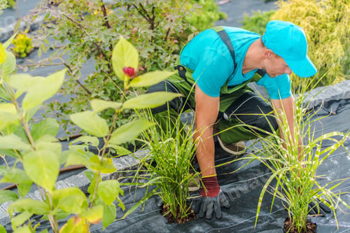 Preview: Men Planting New Plants and Flowers in His Garden