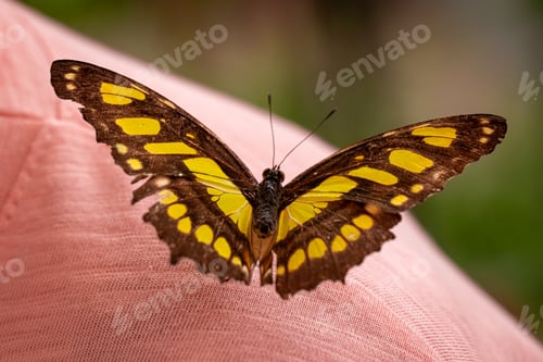 Preview: Beautiful butterfly Neptis hylas as biodiversity in nature.