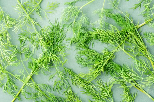 Preview: Branches of fresh dill chaotically on a green background. Vitamin Herbs in a healthy diet. Top view