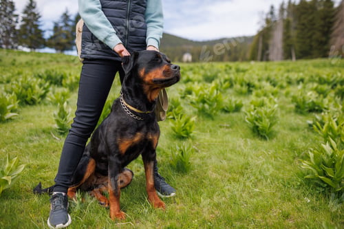 Preview: Close-up of dog of Rottweiler with collar and leash sits near his unknown mistress on meadow