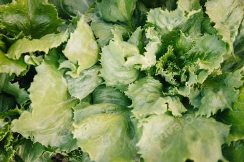 Preview: Macro photography of looseleaf lettuce leaves, captured at a garden.